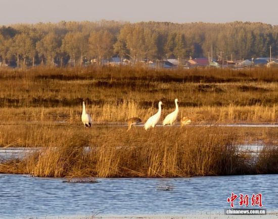 �ؚw�QȺ�ġ�С��(����)�����˰��QȺ�w�����r �z