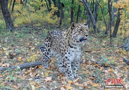 2025���ږ|���������ҹ��@�Ĕz�Ė|������(��ҕ��ý���D)