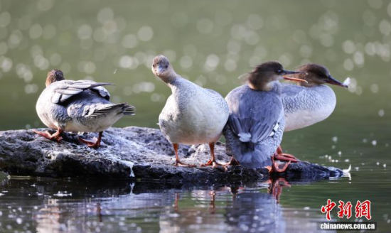 ���A��ɳ�����ԁ����w��ˮ��ʯ�^����Ϣ�����w��� �z