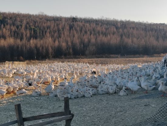 推進(jìn)雪鵝養(yǎng)殖產(chǎn)業(yè)鏈建設(shè) 和龍市委宣傳部/供圖 推進(jìn)雪鵝養(yǎng)殖產(chǎn)業(yè)鏈建設(shè) 和龍市委宣傳部/供圖