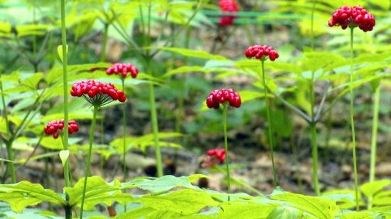 �����J�C�����D�˅������ء���Ȧ